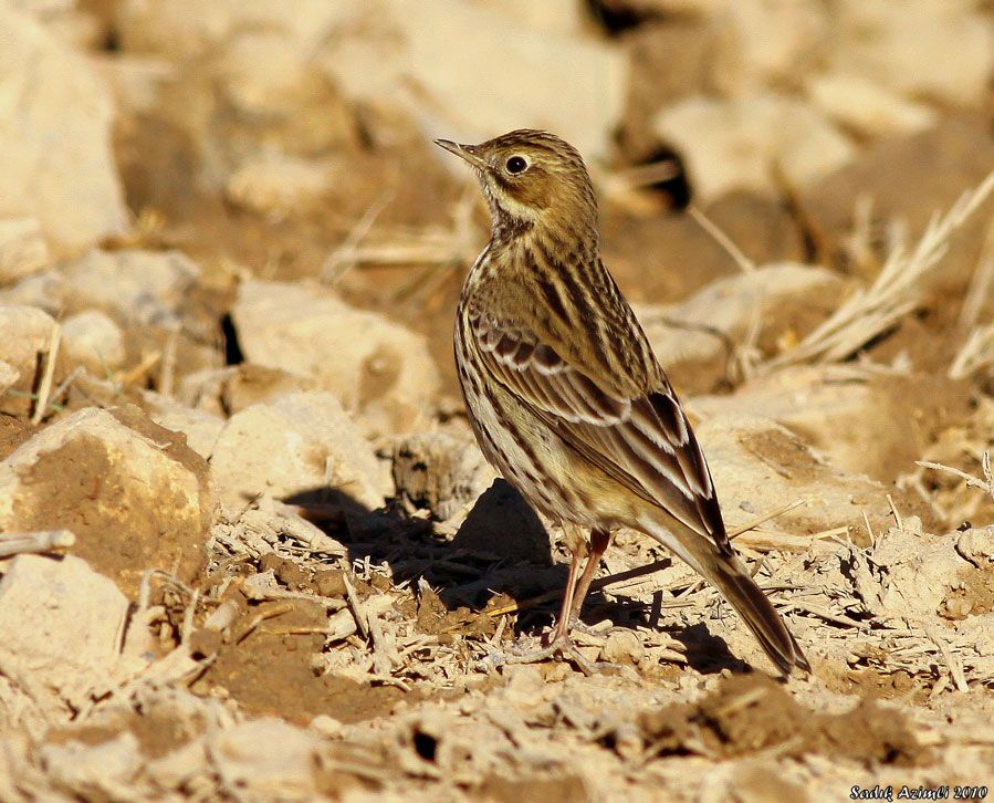 Meadow Pipit
