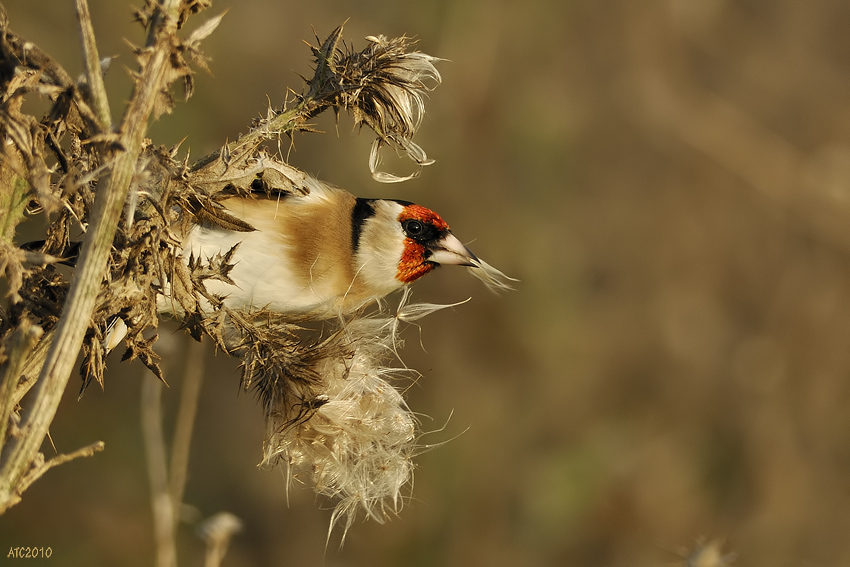 European Goldfinch