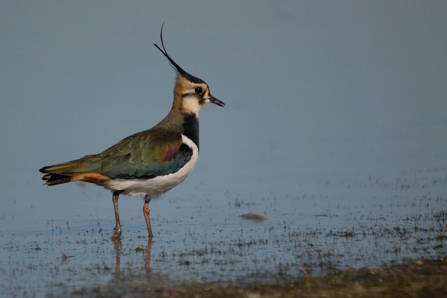 Northern Lapwing