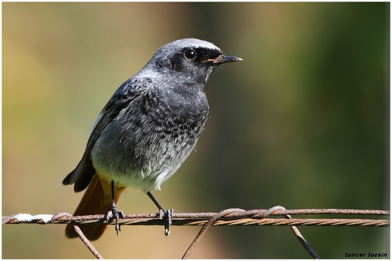 Black Redstart