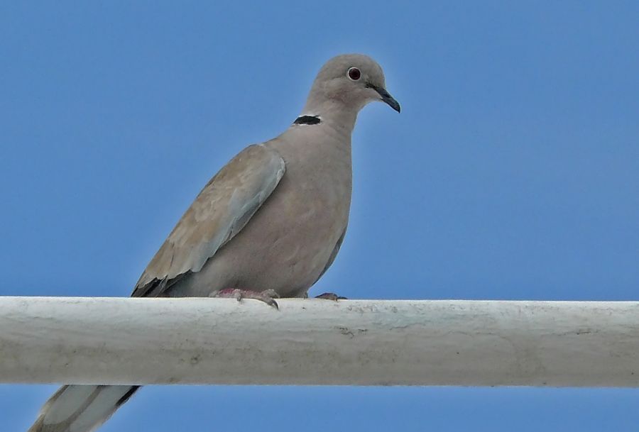 Eurasian Collared Dove