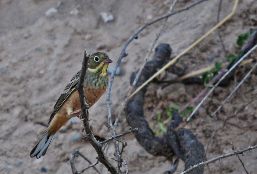 Ortolan Bunting
