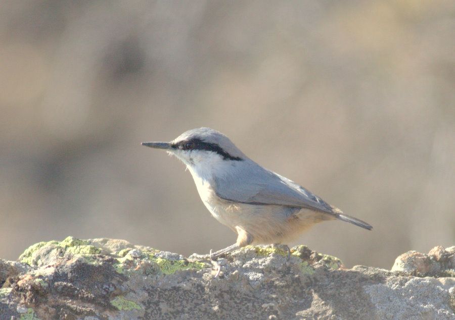 Western Rock Nuthatch