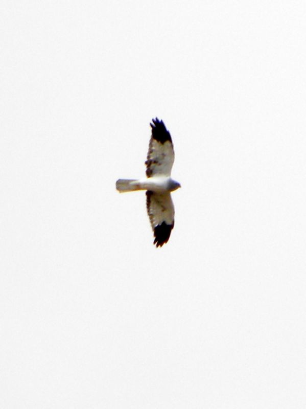 Hen Harrier