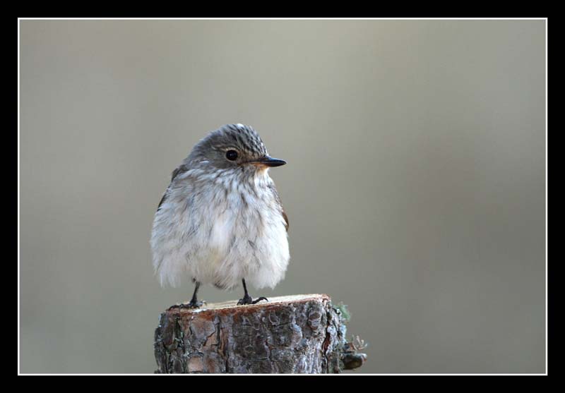 Spotted Flycatcher