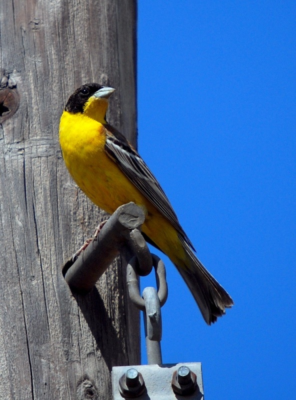Black-headed Bunting