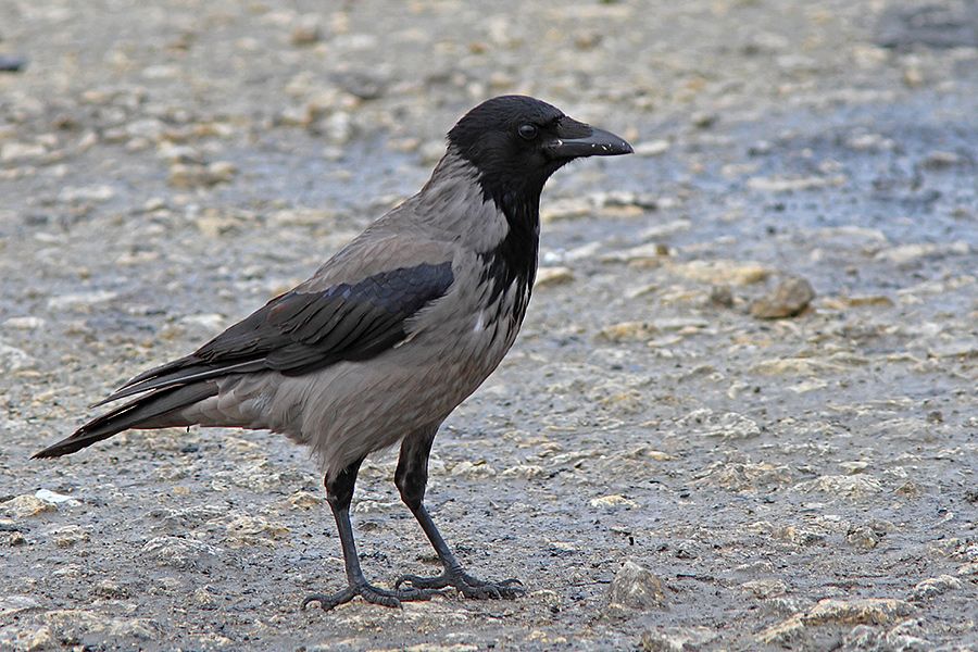 Hooded Crow