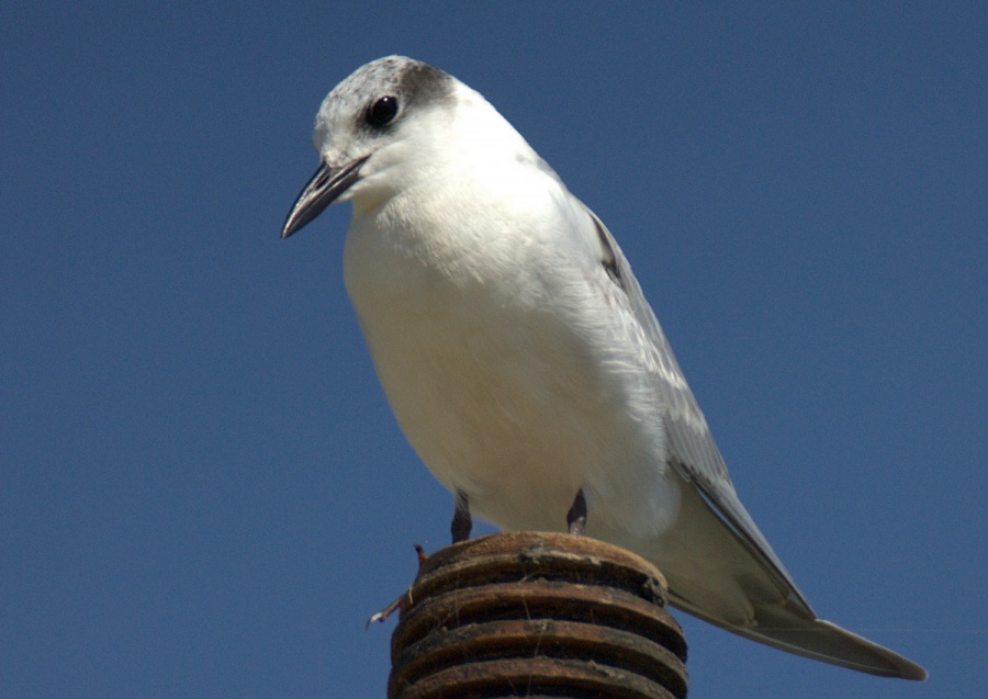 Gull-billed Tern