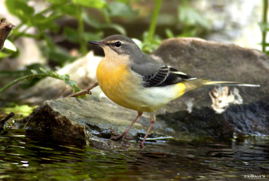 Grey Wagtail