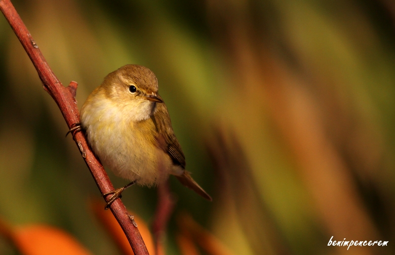Common Chiffchaff