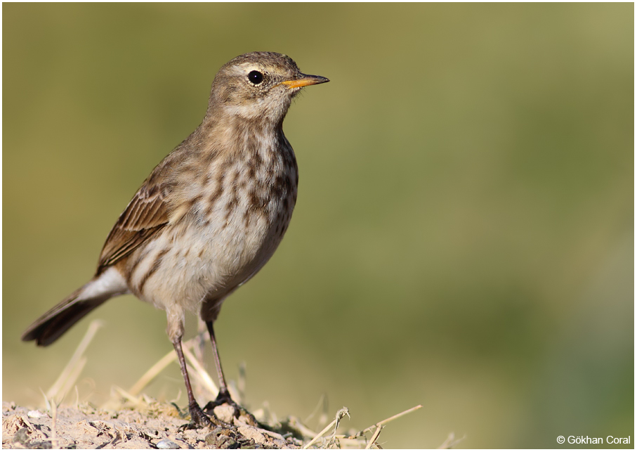 Water Pipit