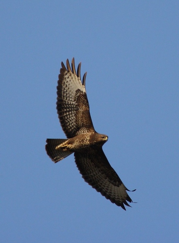 Common Buzzard