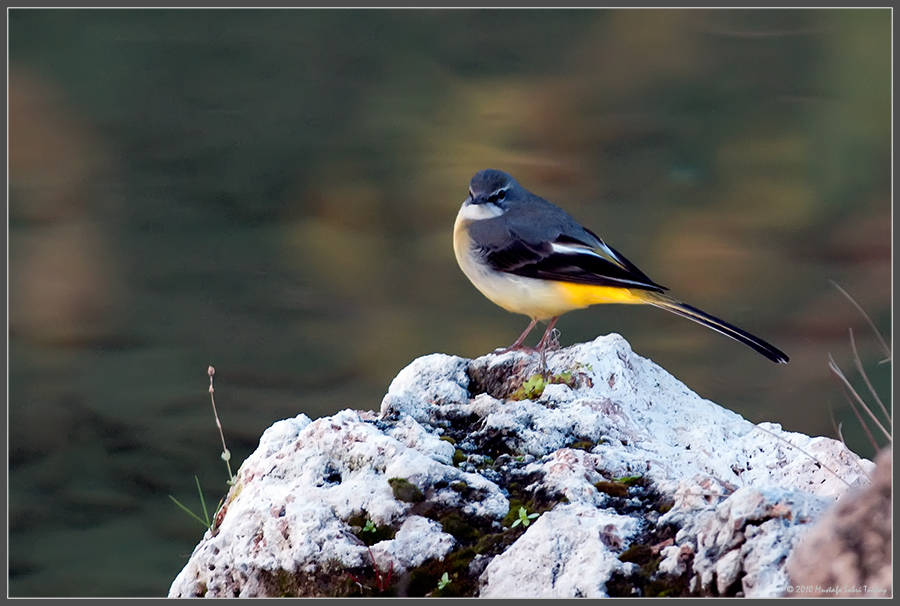 Grey Wagtail