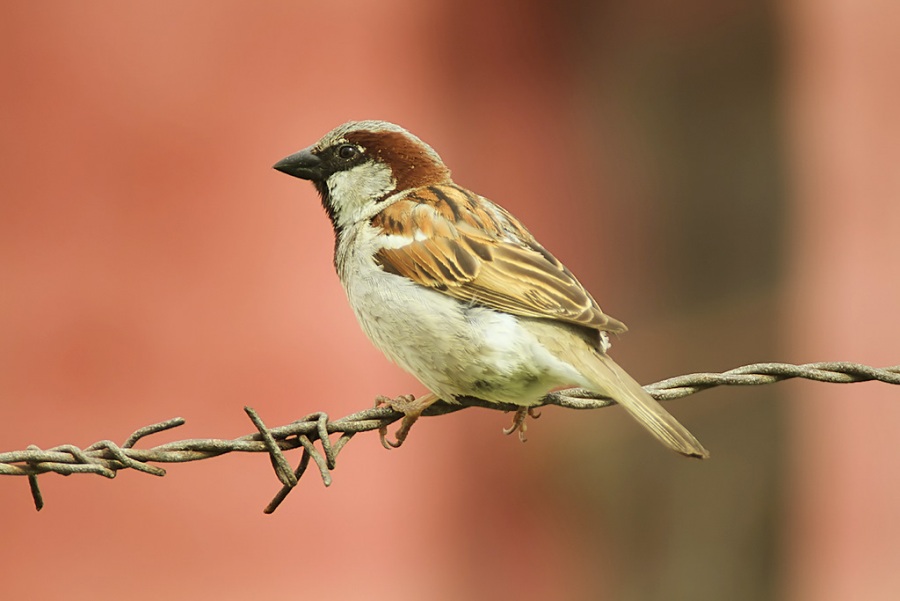 House Sparrow