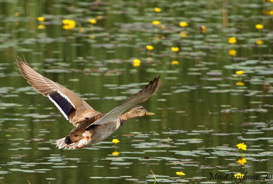 Mallard