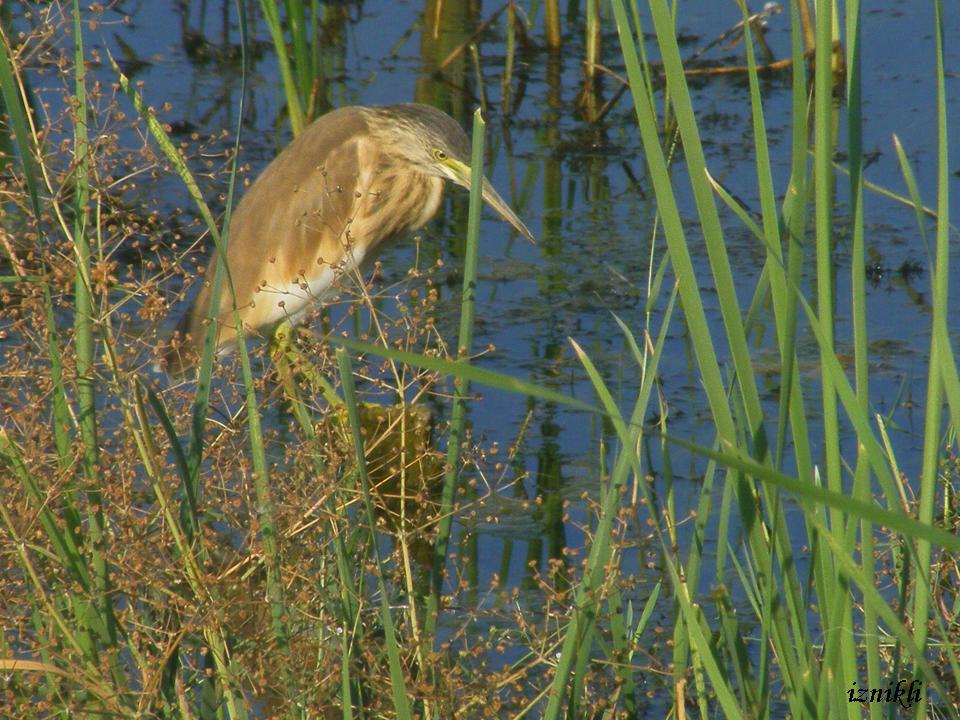 Squacco Heron
