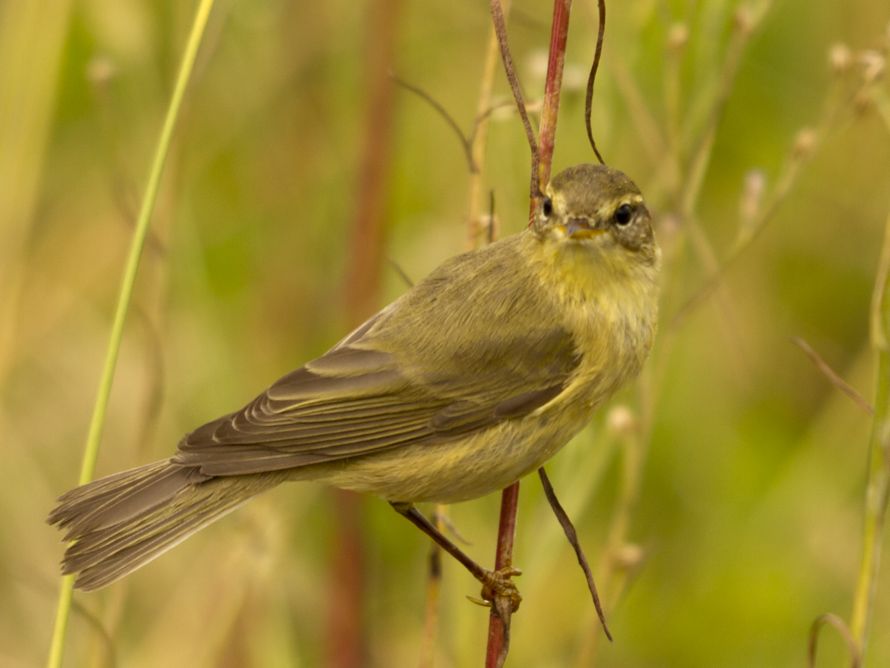 Willow Warbler