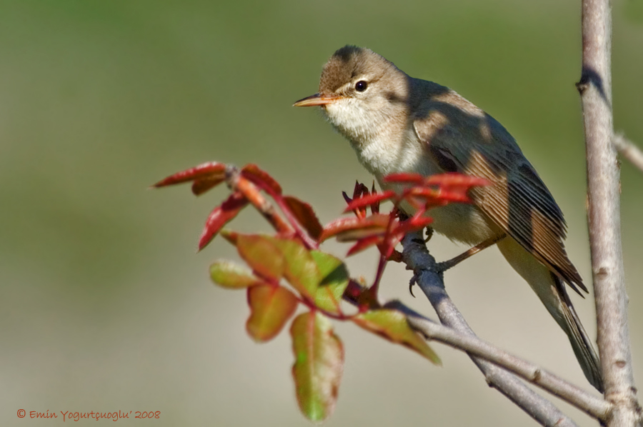 Upcher`s Warbler