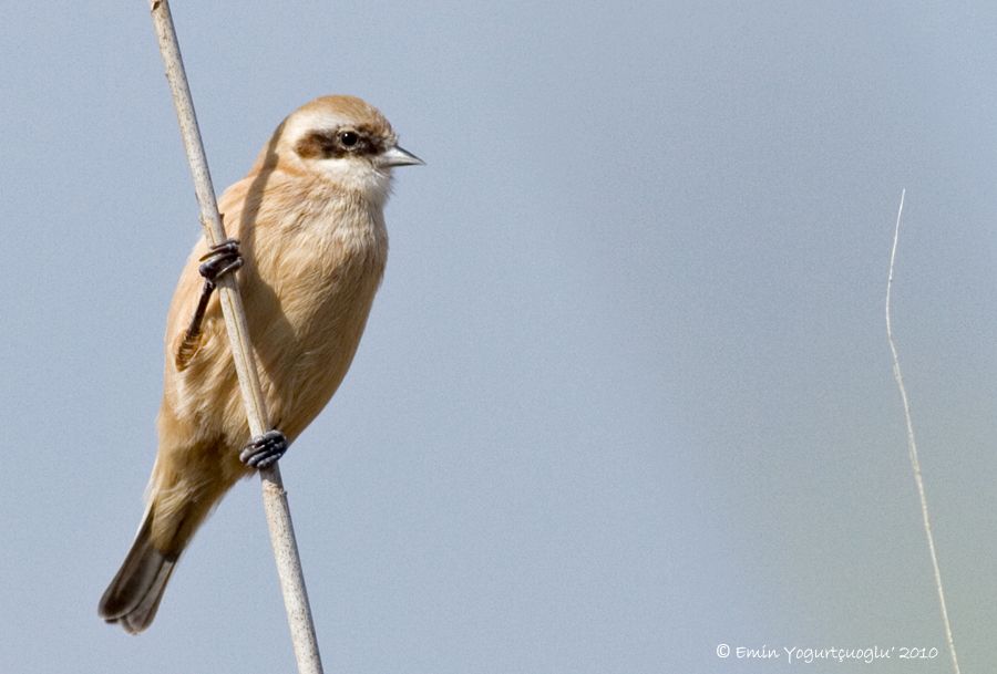 Eurasian Penduline Tit