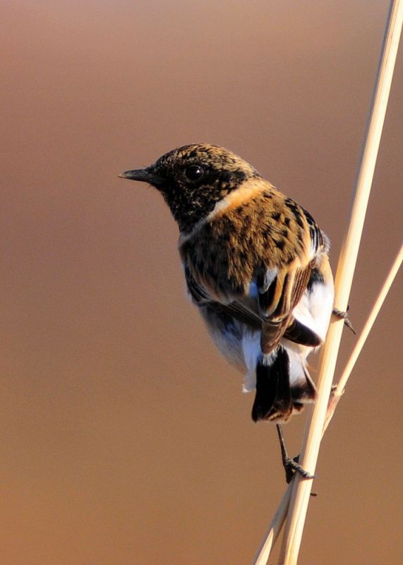 Siberian Stonechat