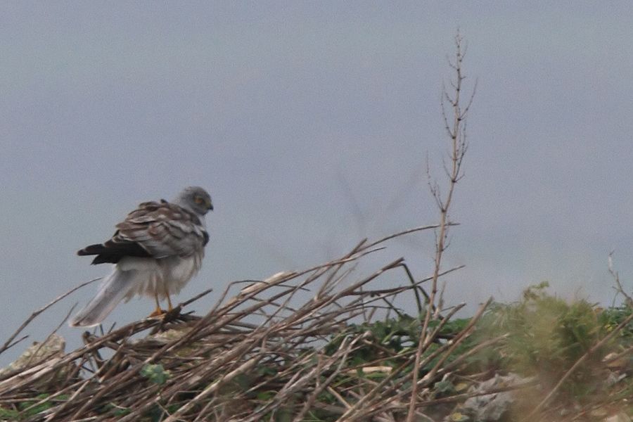 Hen Harrier