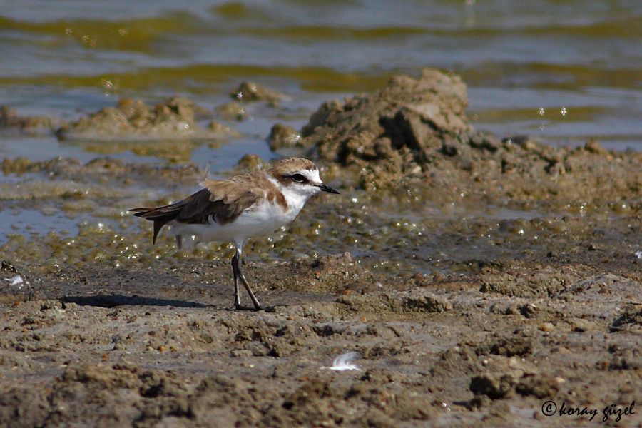 Kentish Plover