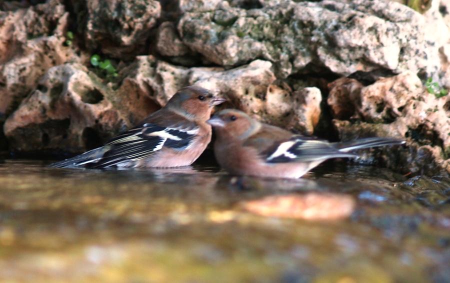 Eurasian Chaffinch