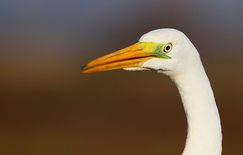 Great Egret