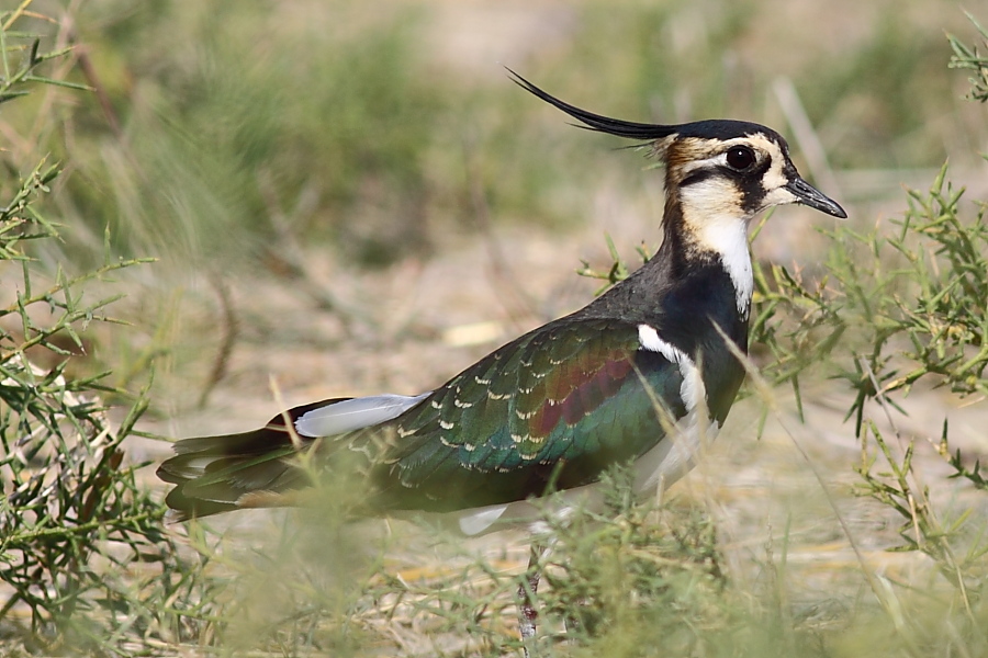 Northern Lapwing