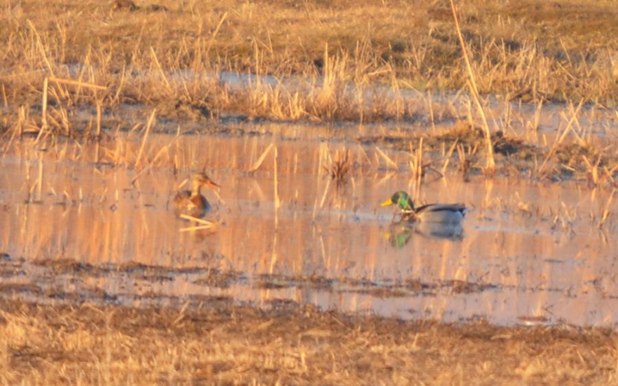 Mallard