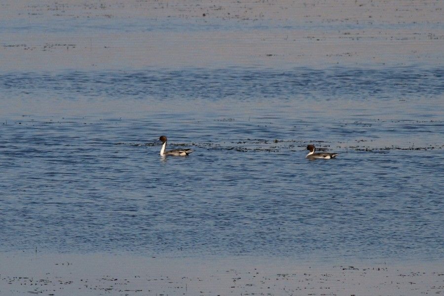 Northern Pintail