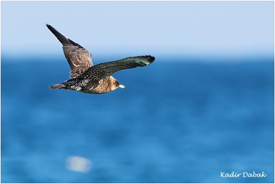 Pomarine Jaeger