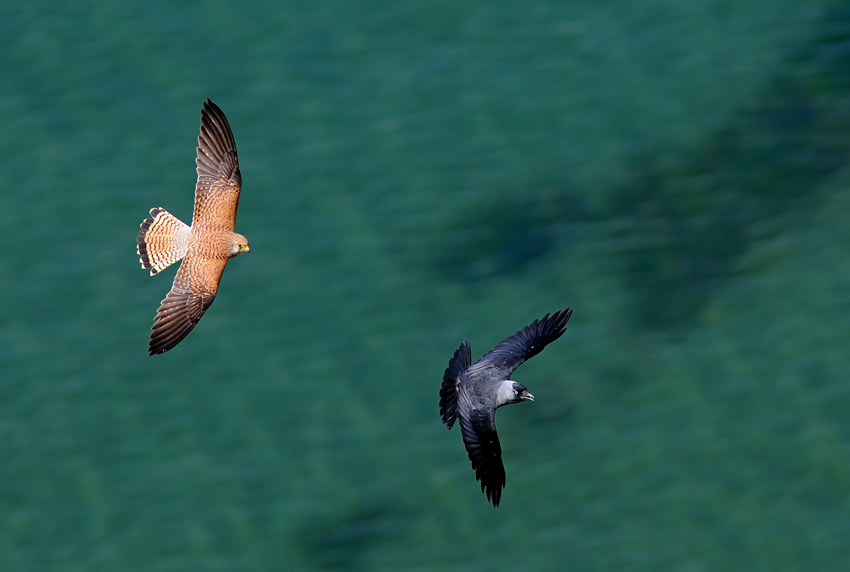 Common Kestrel
