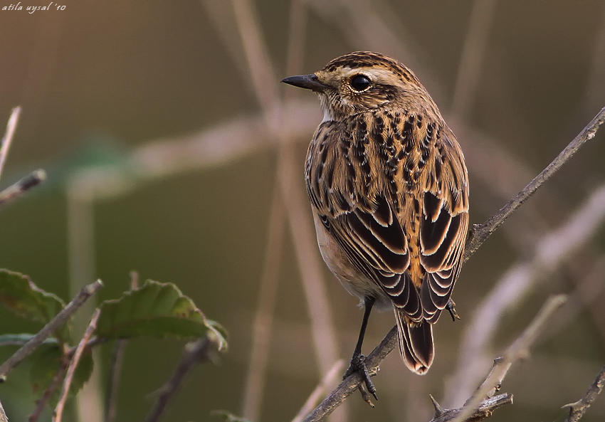 Whinchat