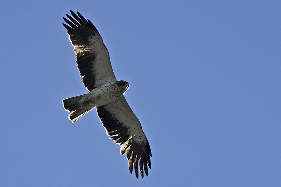 Booted Eagle