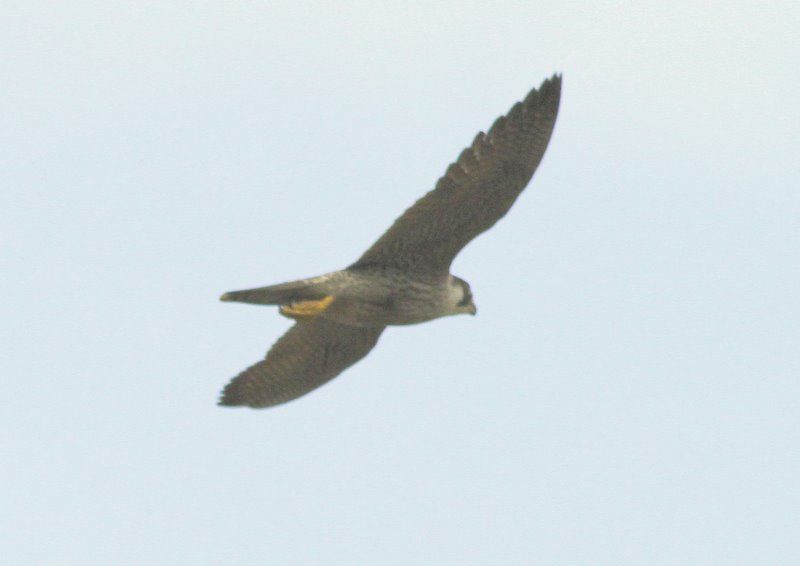 Peregrine Falcon