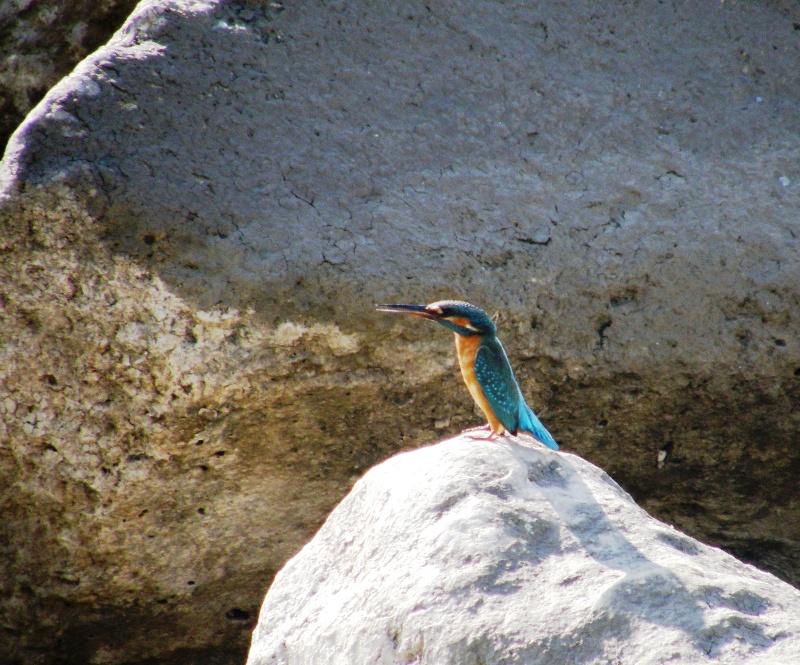 Common Kingfisher