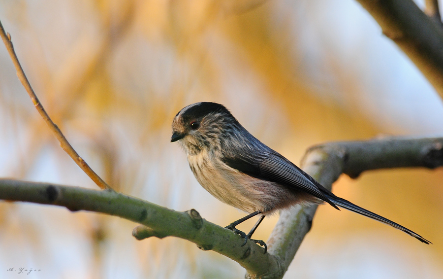 Long-tailed Tit