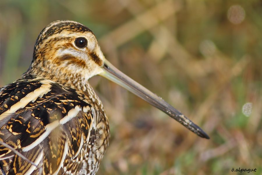 Common Snipe