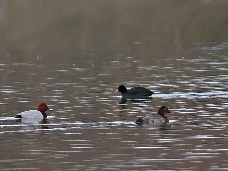 Common Pochard