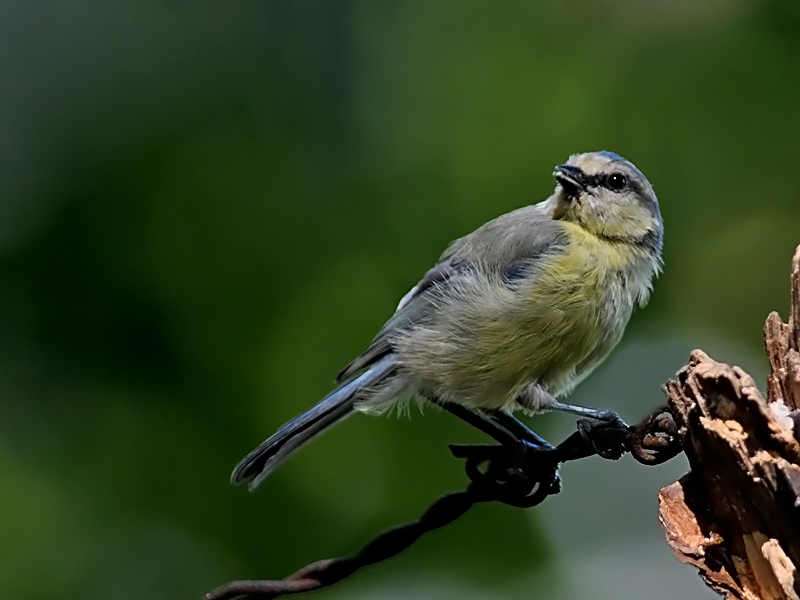 Eurasian Blue Tit