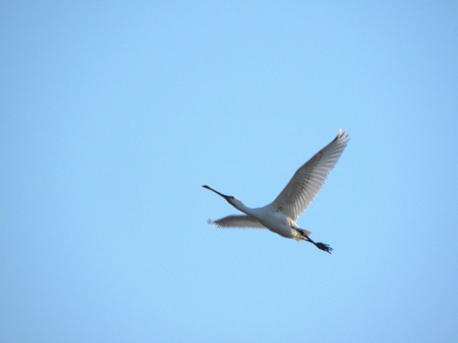 Eurasian Spoonbill