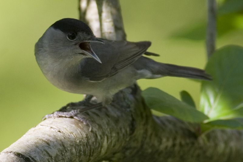 Eurasian Blackcap