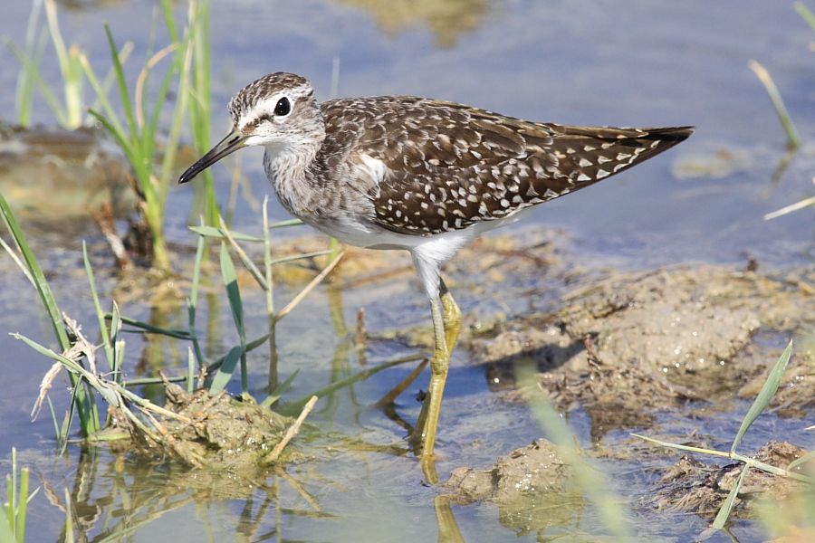 Wood Sandpiper
