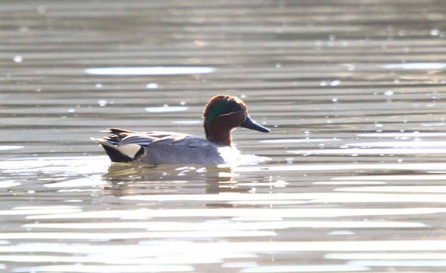 Eurasian Teal