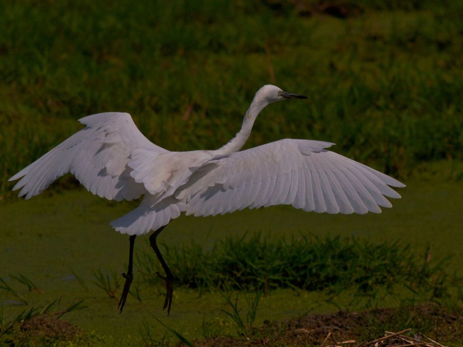 Little Egret
