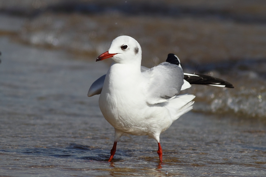 Black-headed Gull
