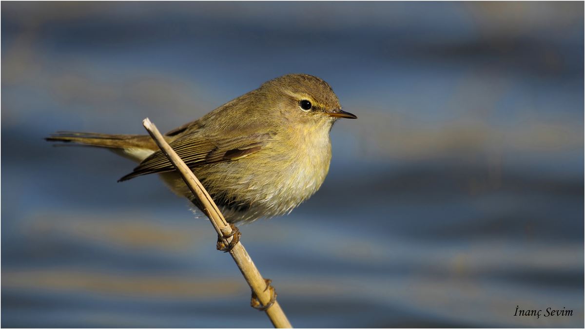 Common Chiffchaff