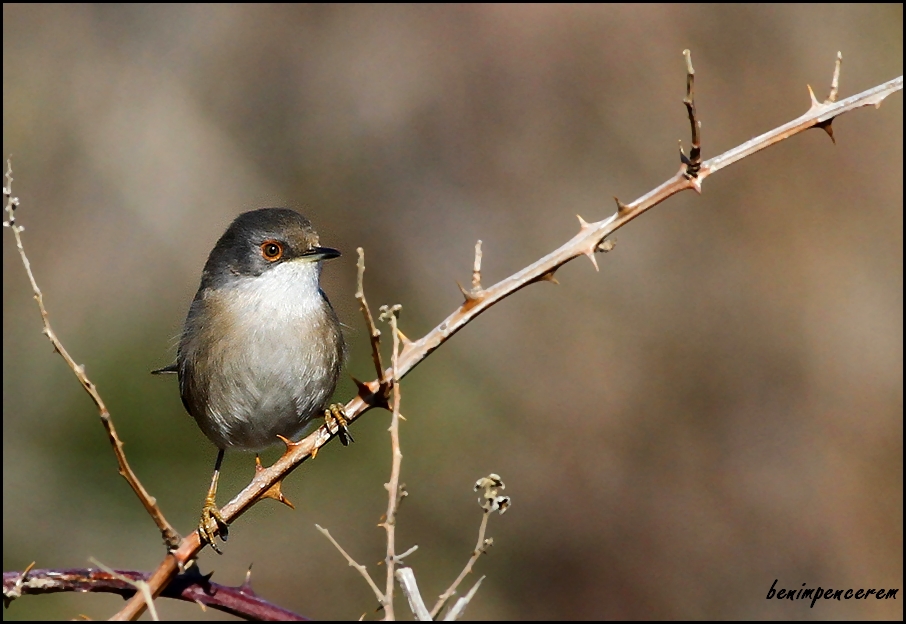 Sardinian Warbler