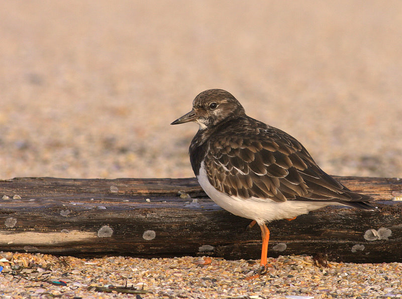 Ruddy Turnstone